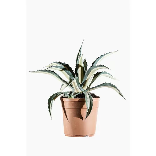 Pour vos projets extérieurs:Agave Mediopicta en pot de 3 L jaune
