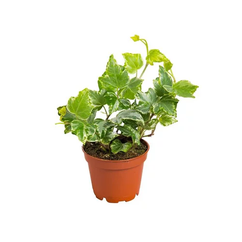 Une idée pour le jardin:Hedera Helix en pot Ø 5/6 cm