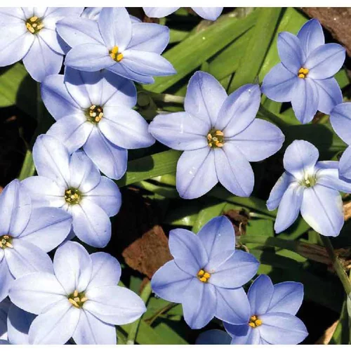 Pour tous vos projets jardin:Ipheion Uniflorum - Le pot de 2 litres
