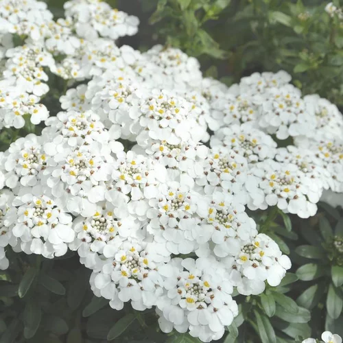 Jardin & pratique:Ibéris masterpiece blanche en pot de 2 L