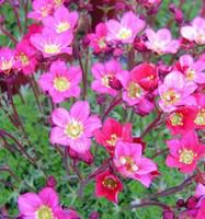 Maison et extérieur:Saxifrage mousse - Le pot de 10,5 cm