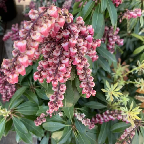 Pour faciliter la vie dehors:Andromède (Pieris Japonica) Valley Valentine rose. Le pot de 5 litres
