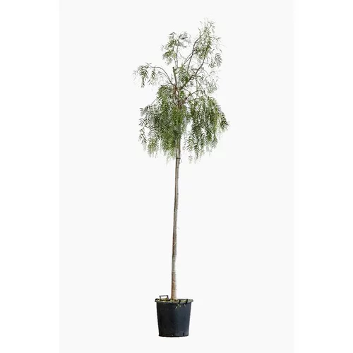 Déco jardin:Schinus Molle (Faux Poivrier) 16/18 tige en pot de 80 L vert