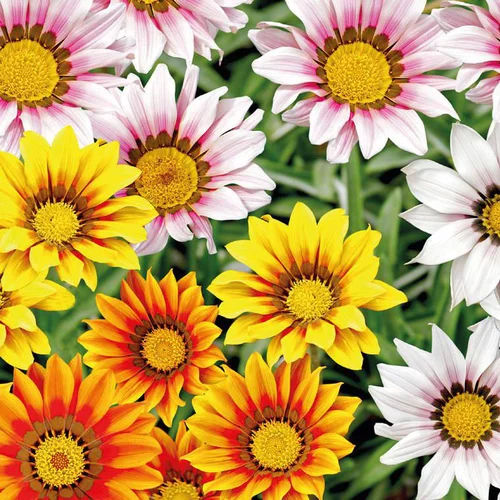 Jardin & confort:Gazanie ou Gazania à fleurs multicolores - Le pot Ø 19 cm
