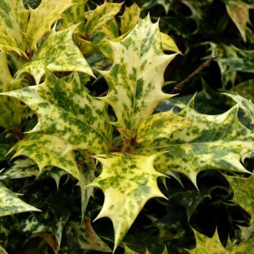 À adopter pour l’extérieur：Osmanthus Burkwoodii 60/80 cm en pot de 7,5 L