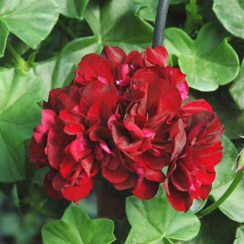 Jardin plaisir：Geranium Lierre double - La barquette de 6 plants