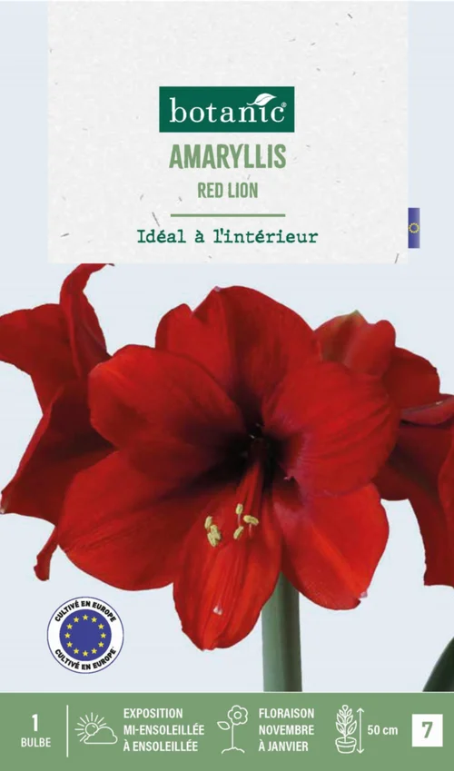 Pour créer votre univers jardin:Amaryllis intérieur Red Lion botanic® - 1 bulbe
