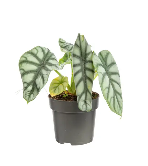 Le jardin au quotidien:Alocasia Dragon Scale vert. Le pot Ø 19 cm