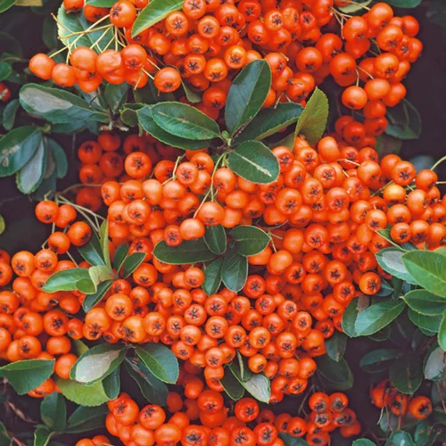 Solution nature:Buisson ardent à baies oranges (Pyracantha). Le pot de 3 litres