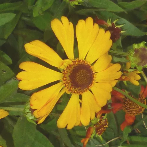 Équipement au jardin：Helenium - Le pot de 2 litres