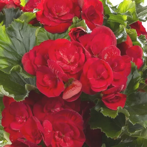 Solution extérieur：Begonia Solenia. Le pot de 6 litres