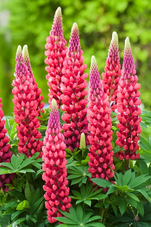 Pour un jardin plus pratique:Lupin ‘Les Pages’ - Le pot de 2 litres