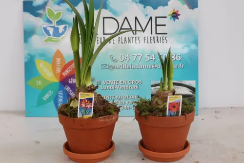 Jardin à découvrir:Bulbe d’Amaryllis. Le pot de Ø 13 x H 25 cm
