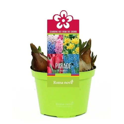 Loisirs jardin：Bulbes variés - Le pot de 1 litre