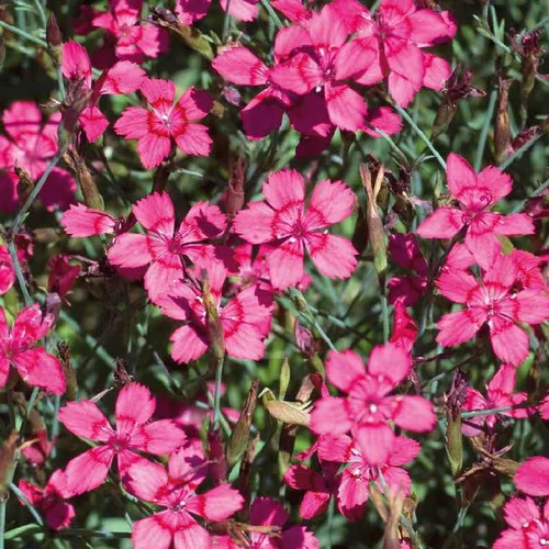 Jardin nature:Oeillet A Delta Rose - Le pot de 9 x 9 cm