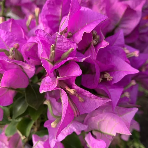 Accessoire jardin:Bougainvillée (Bougainvillea) Sanderiana touffe. Le pot de 2,5 litres