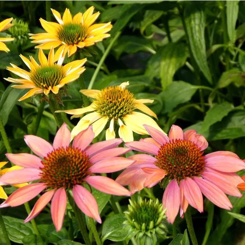 Autour du jardin：Échinacée ou Echinacea à fleurs multicolores - Le pot de 5 litres