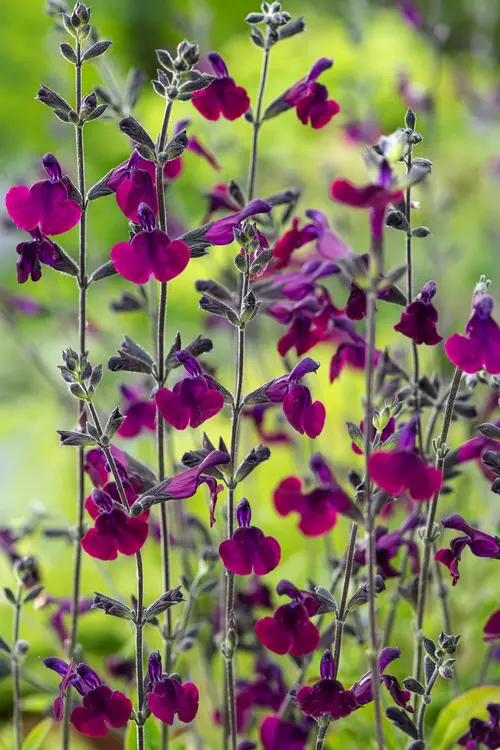 Pour un jardin à votre image:Sauge Arbustive 'Nachtvlinder' - Le pot de 2 litres