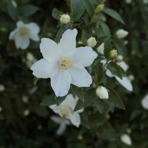 Pour vos espaces verts:Seringat (Philadelphus Coronarius) 60/90. Le pot de 4 litres