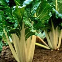 Jardin en extérieur:Poiree Verte A Cardes Blanches Bio. La barquette de 6 plants