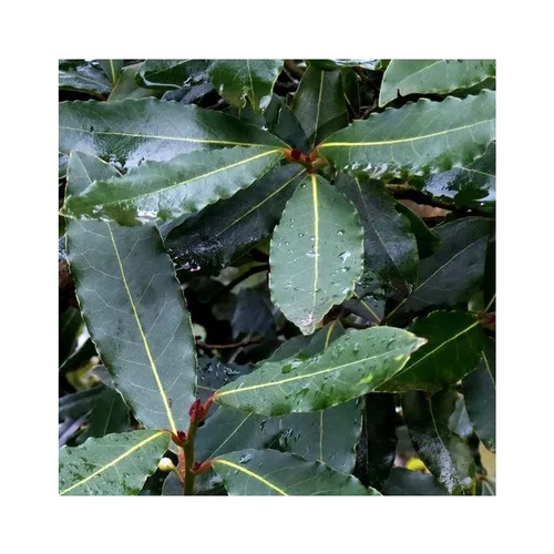 Utile pour l’extérieur：Laurier sauce (Laurus Nobilis) 1/4 tige. Le pot de 9 litres