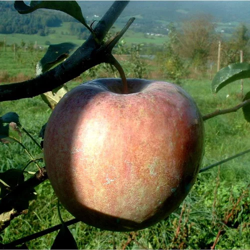 Moderne au jardin：Pommier Fuji. Le pot de 15 litres forme 1/2 tige
