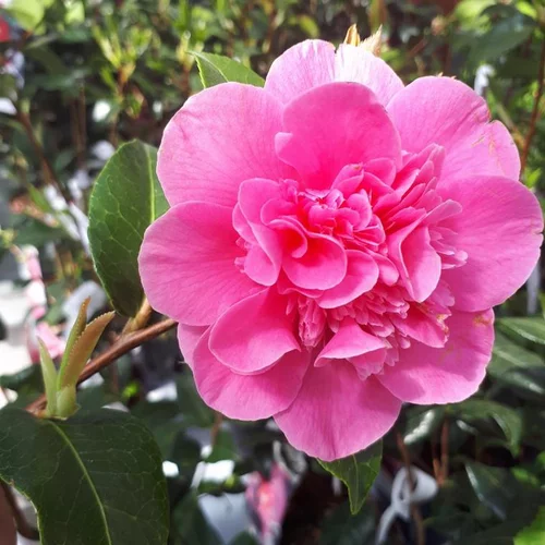 Choix jardin:Camélia. Le pot de 8 litres