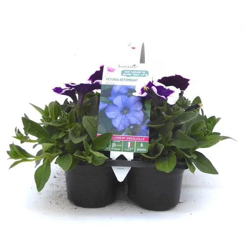 Esprit extérieur：Pétunia retombant bleu - Le pack de 6 plants