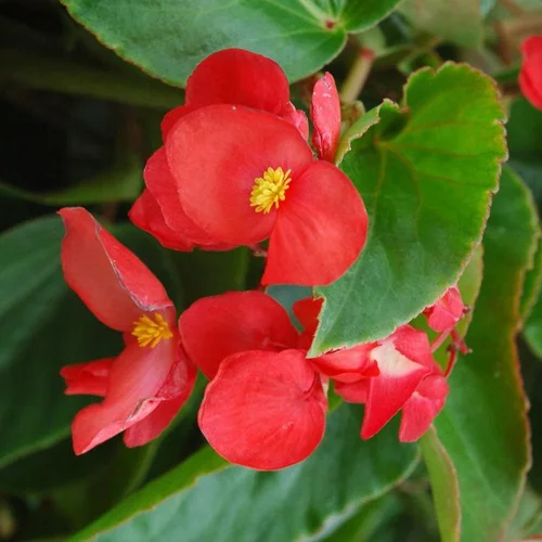 Idée utile：Bégonia Dragon Wing à fleurs rouges - Le pot Ø 10,5 cm