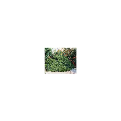 Simple dehors：Pittosporum Tobira Nana en pot de 3 L