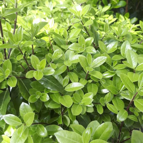 Pratique au jardin:Pittosporum Tenuifolium Golf Ball. Le pot de 15 litres