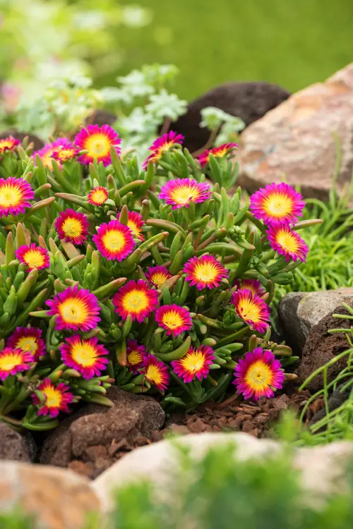 Jardin & loisirs：Pourpier WOW HOT PINK WONDER - Le pot de 2 litres