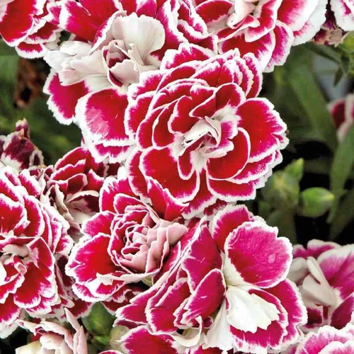 Une solution pour le jardin：Oeillet Nain Pourpre blanc - Le pot de 9 x 9 cm