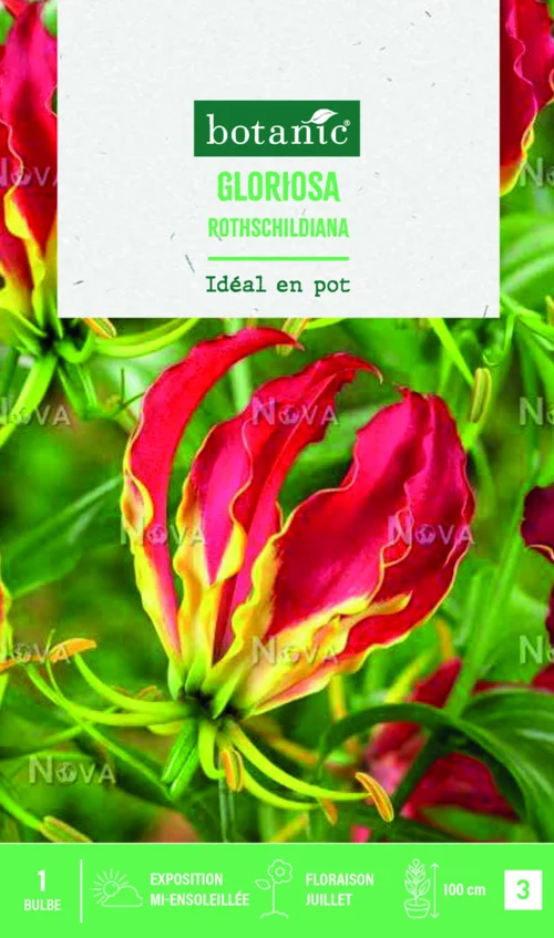 Le petit plus pour l’extérieur：Bulbe de fleurs Gloriosa rothschildiana botanic® - 1 bulbe