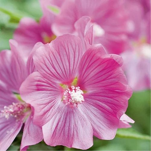 Malin pour le jardin：Lavatera varie en pot de 3 litres
