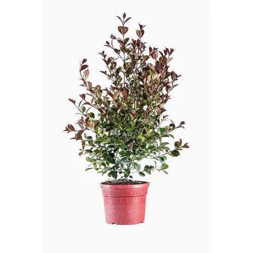 Confort pour le jardin:Eugenia Etna Fire (Cerisier de Cayenne)en pot de 9 L rouge