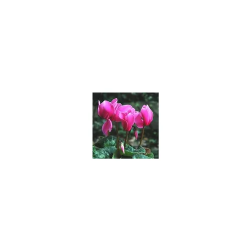 Sélection au jardin：Cyclamen à grandes fleurs - Le pot de 4 litres