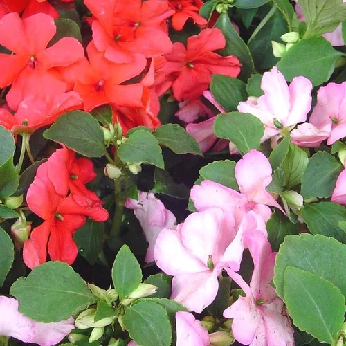 Jardin à organiser:Impatiens ou Impatience à fleurs multicolores - La suspension Ø 27 cm
