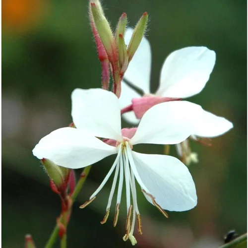 À adopter au jardin：Gaura Lindheimeri. Le pot de 0,5 litres