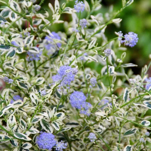 Extérieur nature:Ceanothe Impressus Cool Blue. Le pot de 4 litres