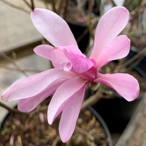Jardin expert：Magnolia Loebneri Leonard Messel rose. Le pot de 7,5 litres