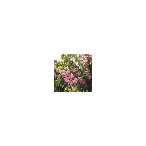 Sélection maison:Erica Darleyensis - La coupe de 30 cm