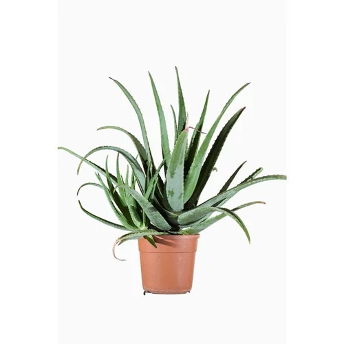 Pour vos besoins extérieurs:Aloe Vera en pot de 15 L vert