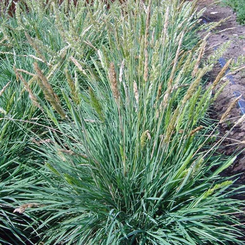 Équipement au jardin：Koeleria Glauca bleue botanic®. Le pot de 1 litre
