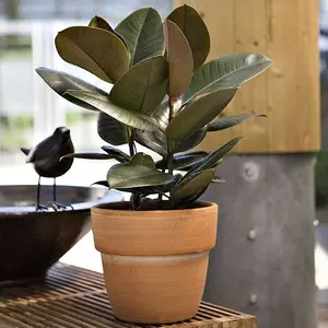 Jardin sélection:Ficus Elastica Robusta. Le pot de Ø 32 x H 150 cm, forme ramifiée