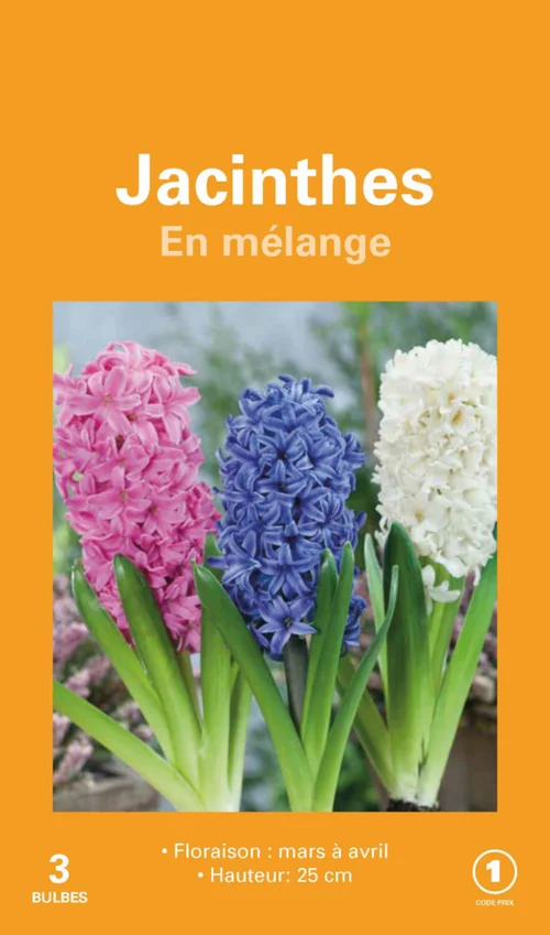 Un choix malin pour l’extérieur：Jacinthe botanic® - 3 bulbes