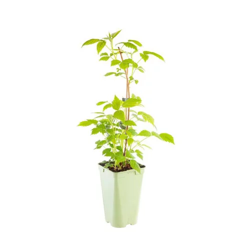 Mieux au jardin：Framboisier Willamette Bio. Le pot de 2 litres