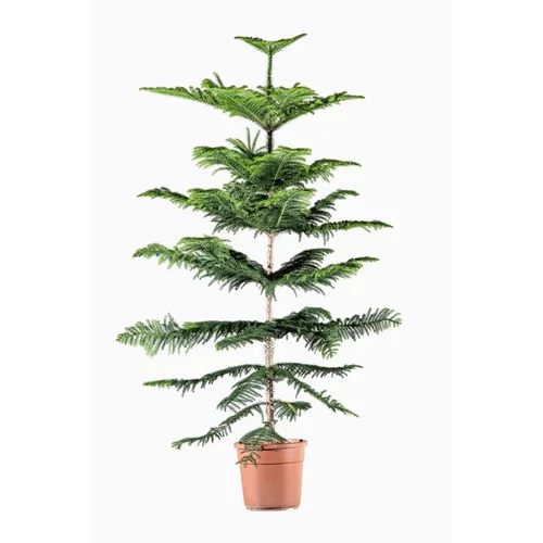 Pour organiser vos extérieurs:Araucaria Heterophylla (pin de Norfolk) en pot de 14 cm de diamètre vert