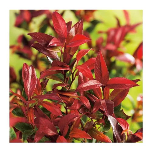 Pour donner du style au jardin:Leucothoe - pot 4 L