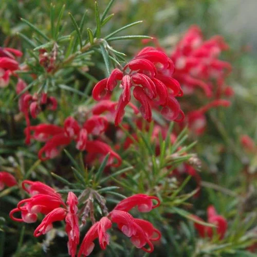 Pratique pour le jardin:Grevillea Juniperina – Pot de 3L